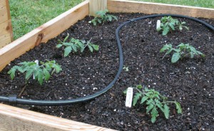 Fiercely Protected Tomatoes