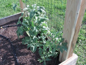 My Healthy Tomatoes