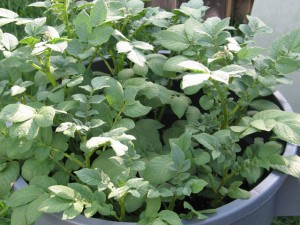 Potatoes Growing Crazy