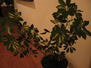 Freshly replanted, unidentified houseplant This baby is about 4.5 feet tall