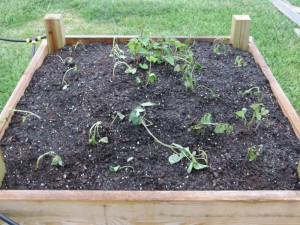 Sweet Potato Bed Left half is beauregard and right half is O'henry